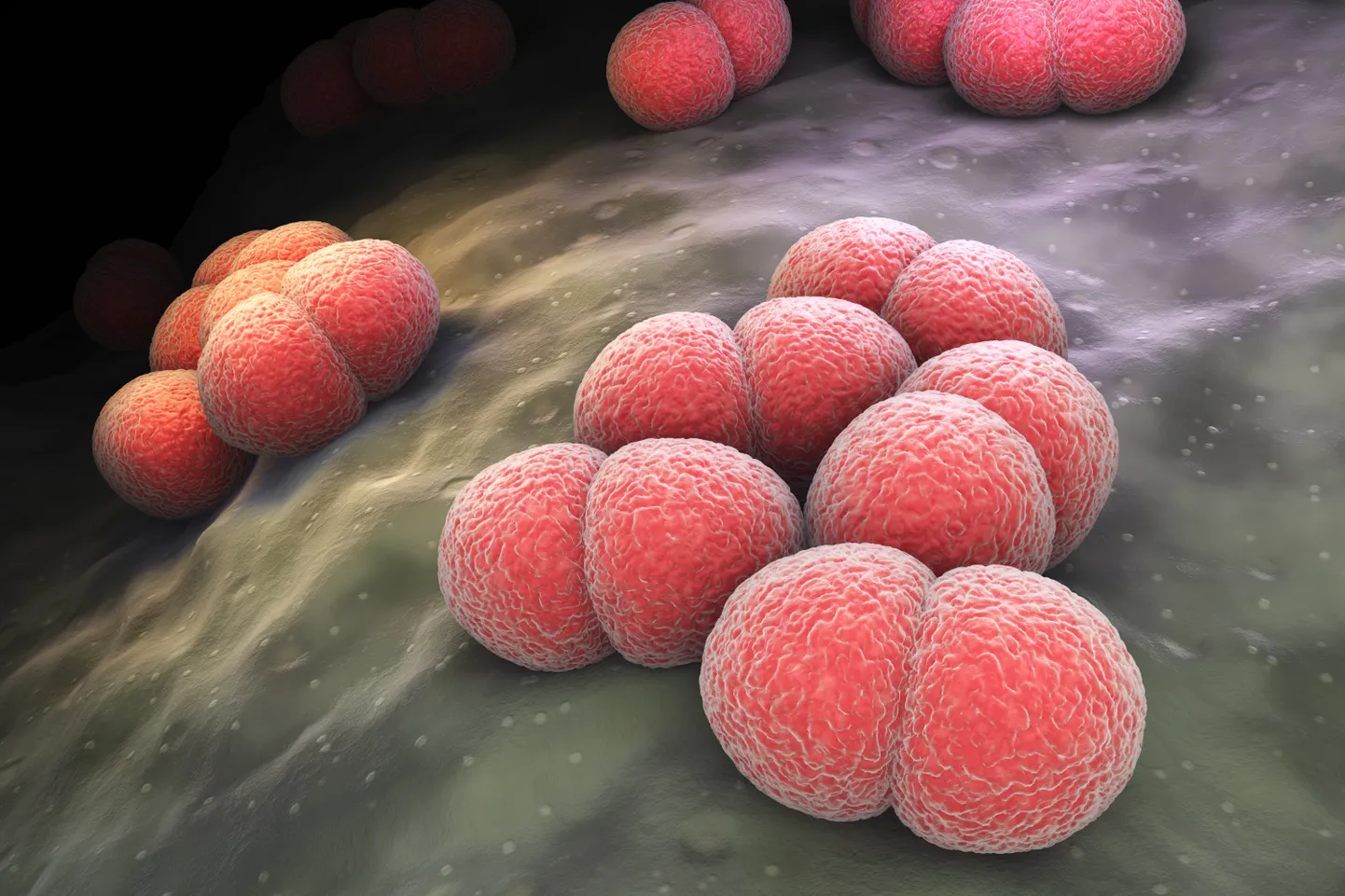 Meningokoki-nakkuse tekitajaks on gram-negatiivne bakter Neisseria meningitidis ehk meningokokk. Bakteri antigeense struktuuri järgi eristatakse 13 serogruppi, nendest 6 (A, B, C, W-135, X ja Y) on peamised invasiivse nakkuse tekitajad. Allikas: terviseamet.