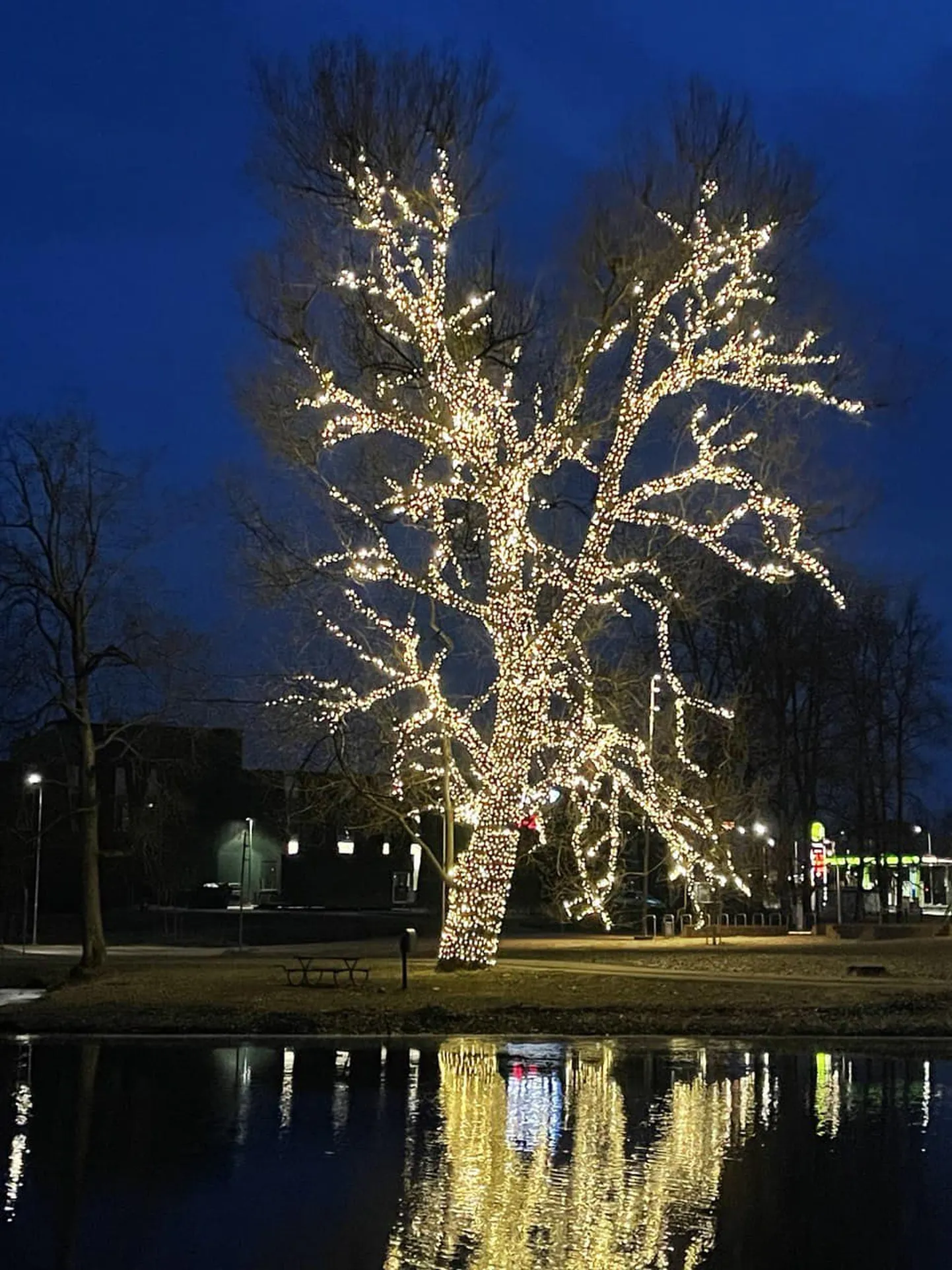 Valgustatud puu Valgas Pedeli ääres.