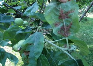 Õunapuu lehti kahjustavad pruunikad lehetäid.