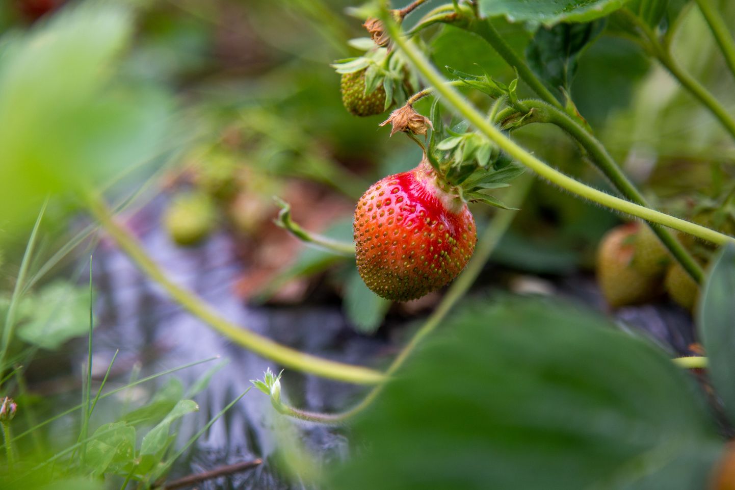Mõte maasikakasvatajatele appi minna sündis kontoritöötajatel nädalavahetusel, kui sai selgeks, et põllule võib jääda mitmeid tonne maasikaid