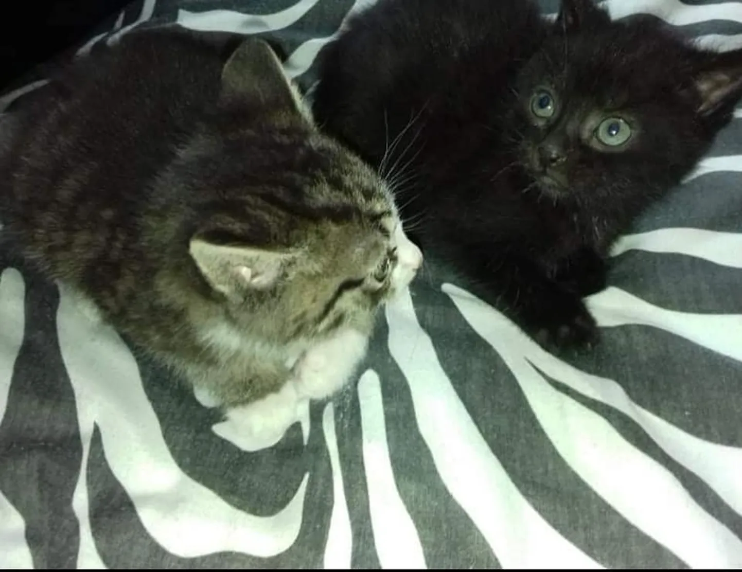 Котята в приюте.
