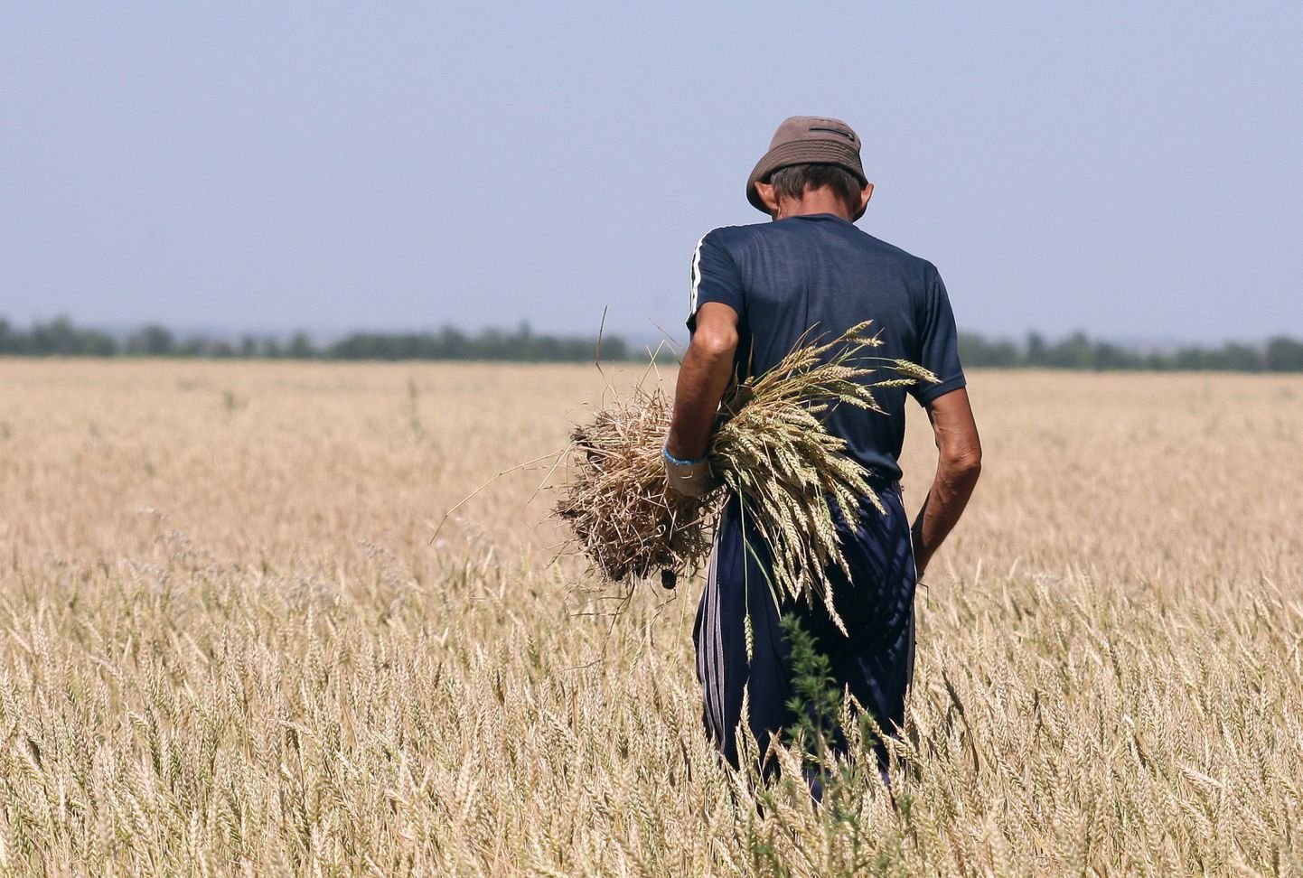Volgogradi oblasti põllumees 15.juulil põua käes kannatavat teraviljapõldu üle vaatamas.