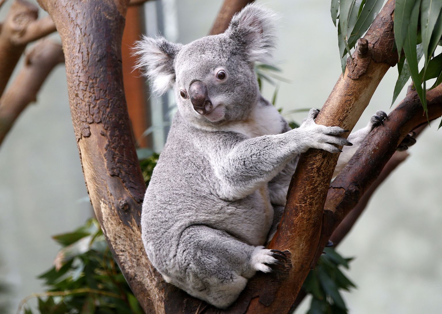 Teadlased avastasid sel aastal ühe võimaliku põhjuse koalade puukallistamisharjumusele.