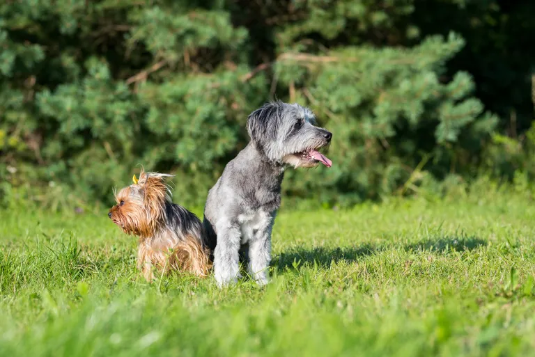 Varjupaiga koer Ronja ja väike Yorkie Juuli ehk hellitavalt Julla.