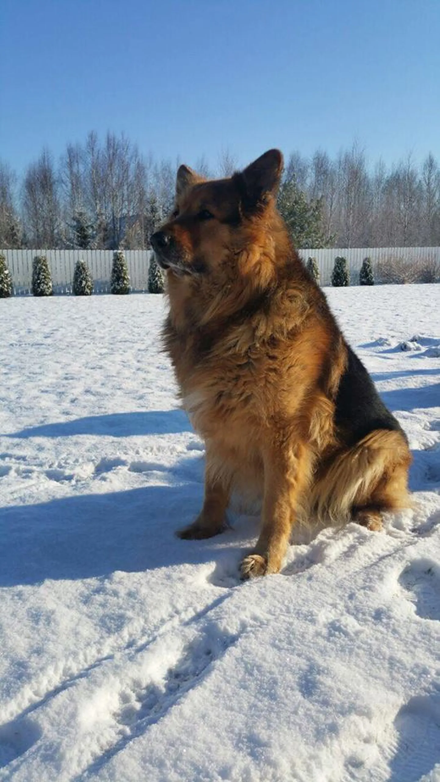 Artikli foto