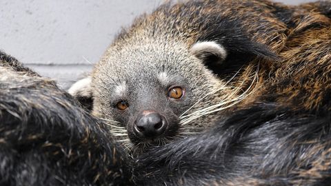 LOOMARIIK ⟩ Binturongid kolisid välja – vanemate kaissu enam ei saa
