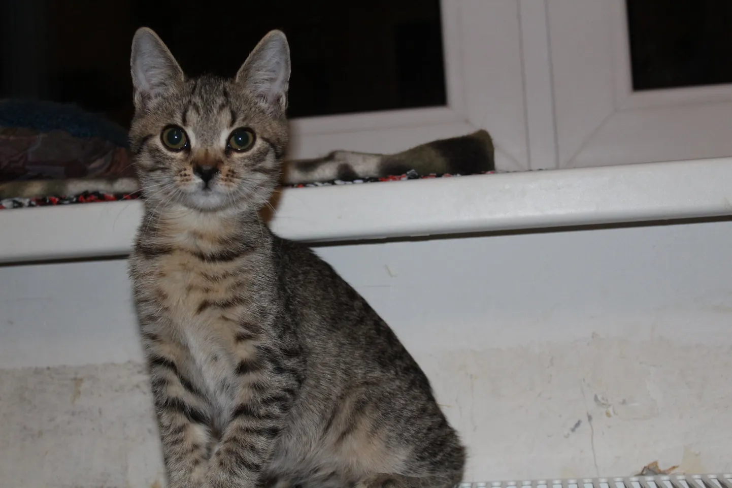 Artikli foto
