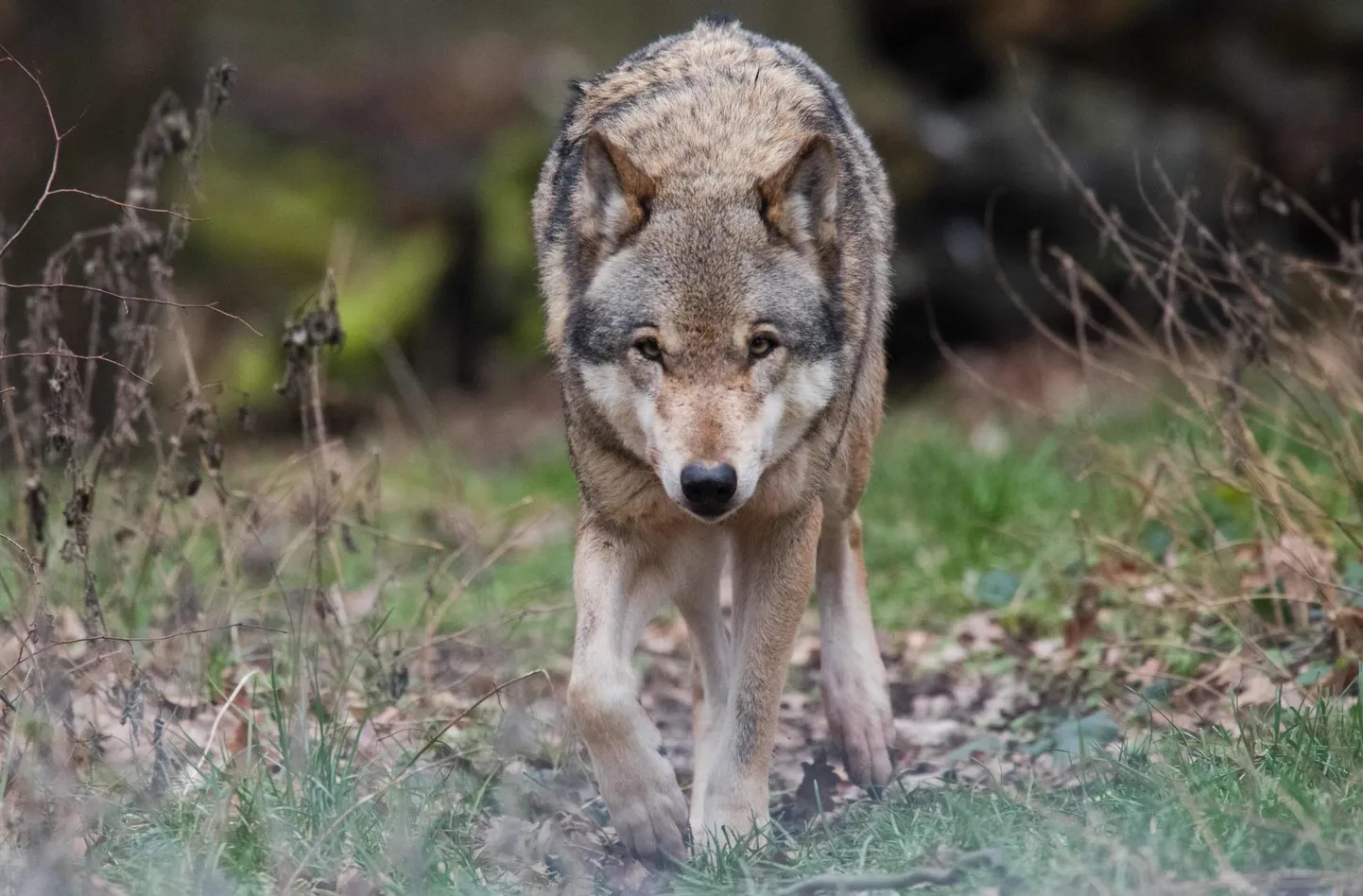 Hundjahti on viimastel aastatel pärssinud lumevaene talv.