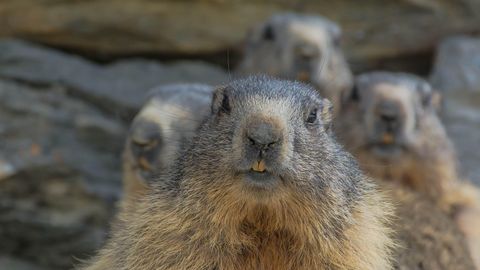 Adult platform and cute groundhogs: How OnlyFans became an unexpected lifeline
