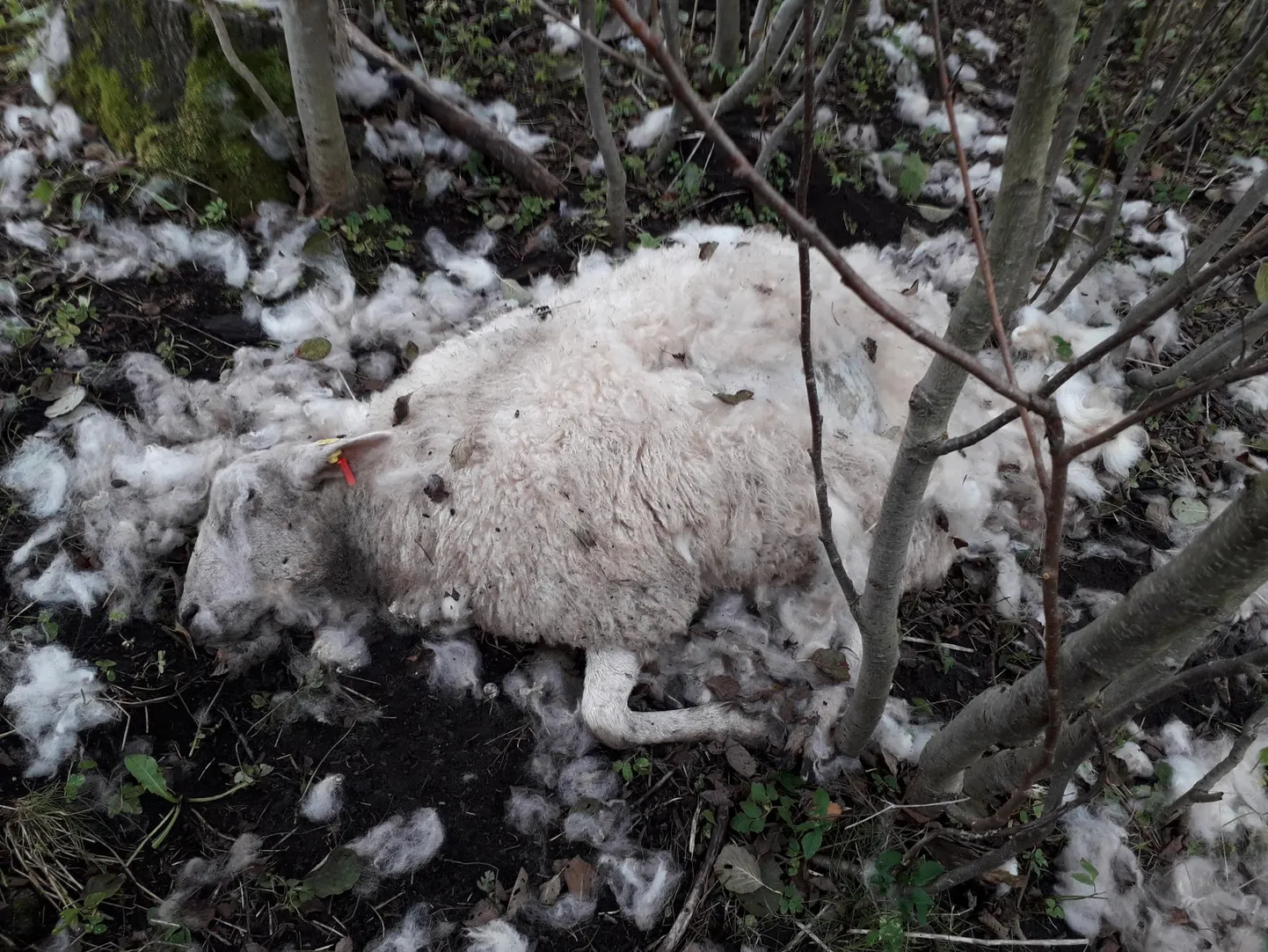 Üks lammas kahekümne neljast, kelle eluküünla kiskjad kustutasid. Hädatapule saadeti hiljem veel seitseteist villalooma.
