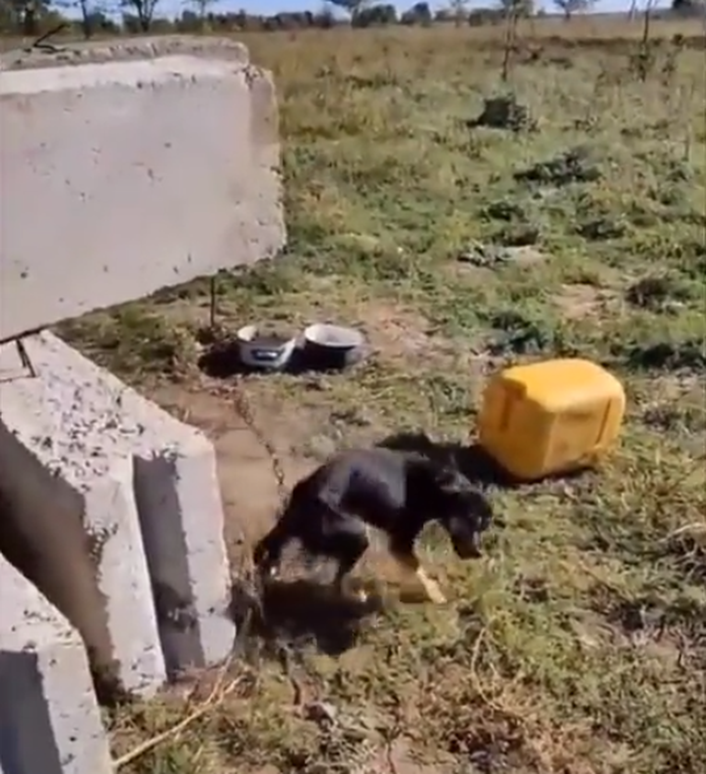Ukraina sõdurite poolt päästetud koer.