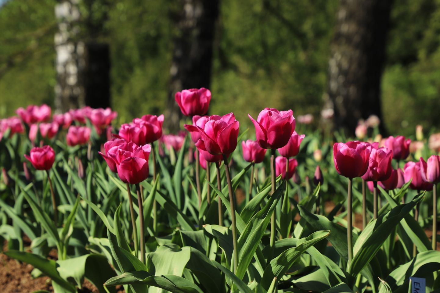Tulpju ziedēšanas laiks Nacionālajā botāniskajā dārzā