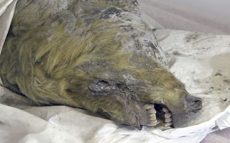 Teadlased uurivad, kas Siberi igikeltsast leitud loom on koer või hunt.