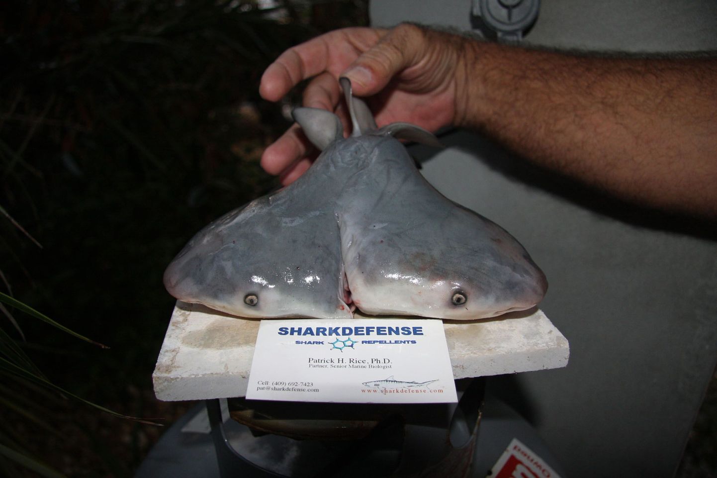2013. aastal leitud kahepäine hai