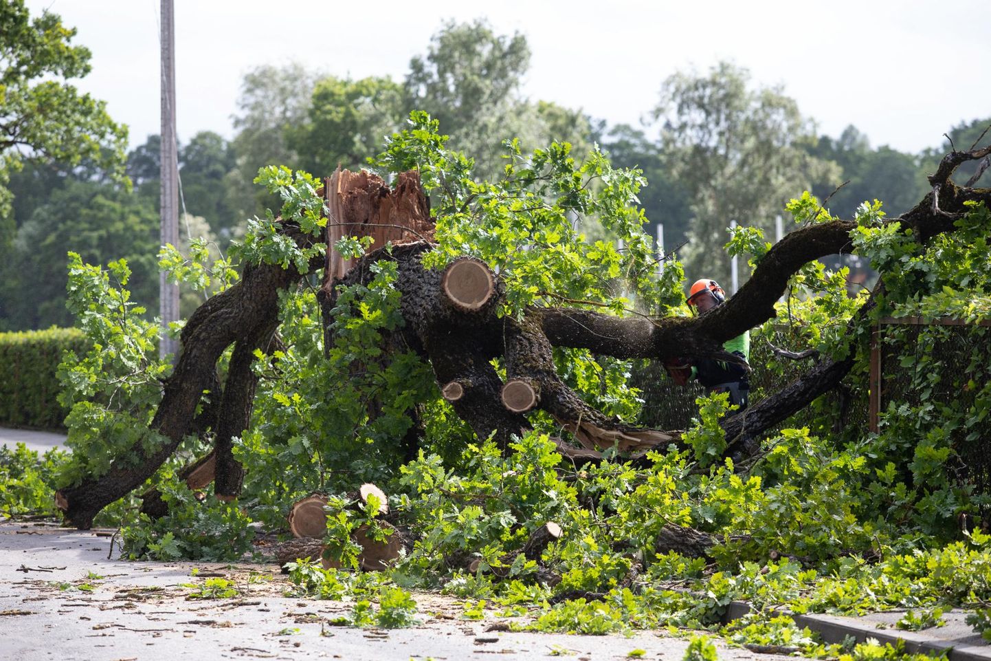 Tormituul tekitas mitmel pool pahandust ja langetas puid. Päästjate kõrval aitasid kahjusid likvideerida ning murdunud puid eemaldada vabatahtlikud.
