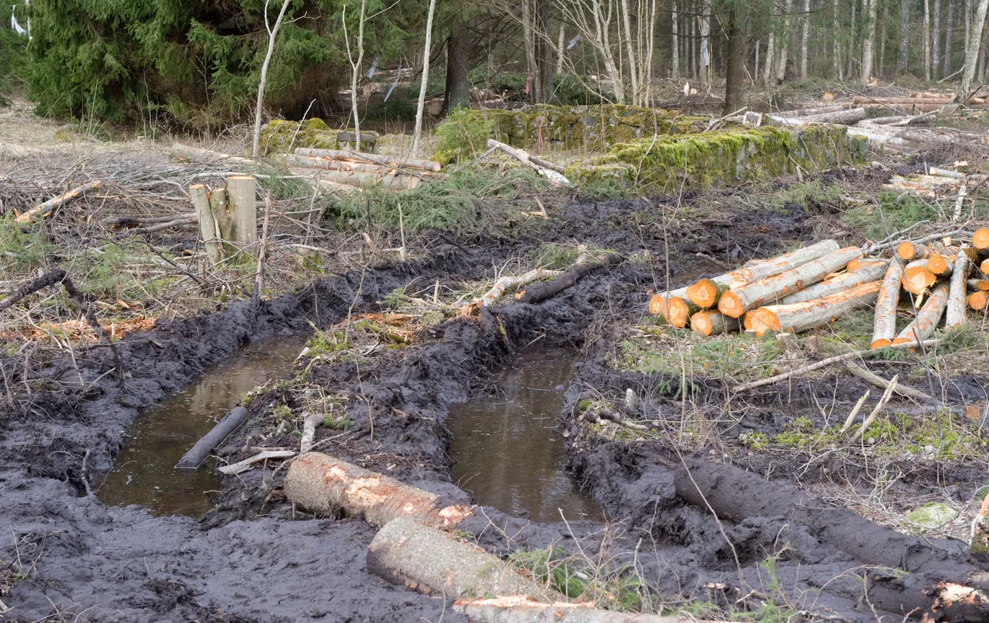 Pildil metsaveotraktori tekitatud jäljed