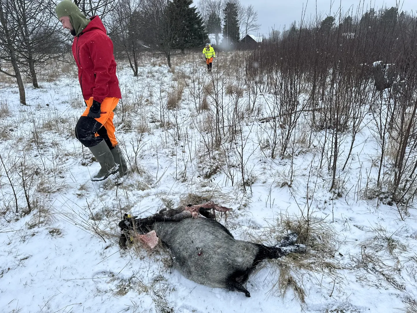 Sel sügisel on hundid Ida-Virumaal murdnud vähemalt 58 lammast.