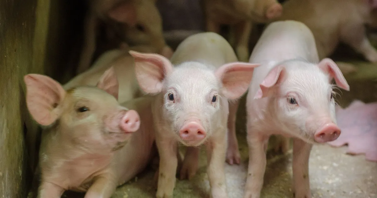 Orqa tomondan erotik tasvirlar