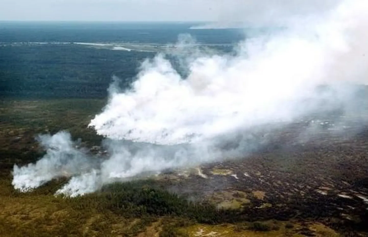 Metsapõleng