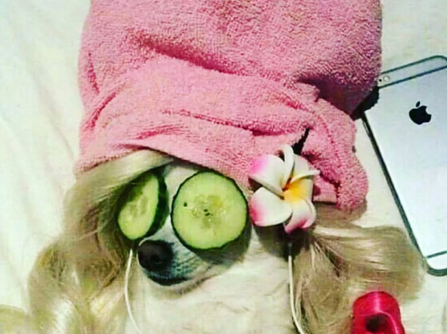Kristina Karjalaineni koer