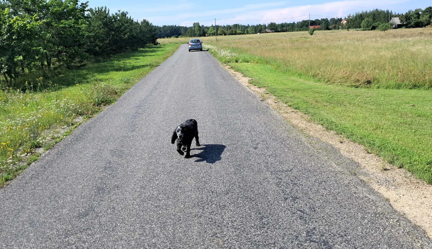 Kaldapealsel teel liigub Toila ja Voka vahel päris palju inimesi ja ka neljajalgseid, kes tunneksid end märksa ohutumalt, kui saaksid seda mugavalt sõidutee kõrval teha.