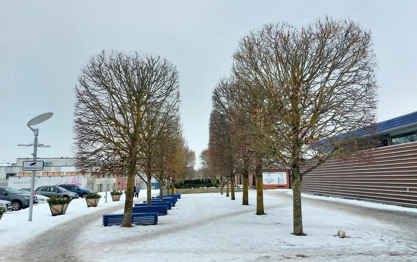 Promenaadi pärnad enne lõikust.