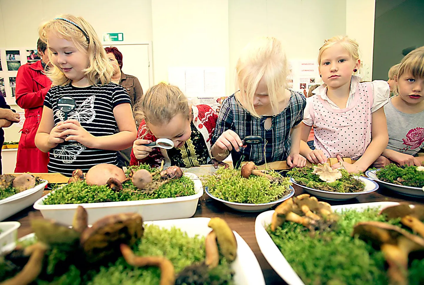 Tartu keskkonnahariduse keskusse seenenäitusel uurivad Tartu katoliku hariduskeskuse 2. klassi tüdrukud Marie Agathe Laugesaar (vasakult), Margarethe Muischneek ning Anna Mutso hoolega näituse eksponaate.