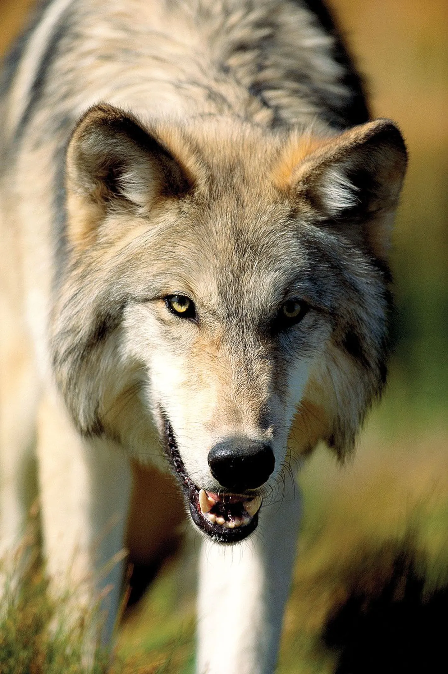 Hunt.