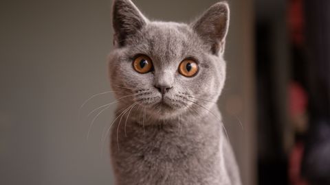 Kass aitas Eesti korteris avastada eluohtliku varjatud puuduse