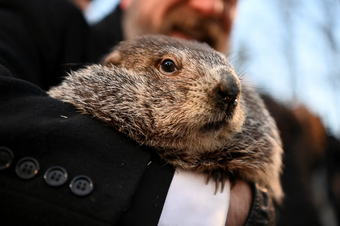 USA Pennsylvania Punxsutawney Gobbler's Knobi kuulus metsümiseja Phil ennustas, et talv kestab veel kuus nädalat