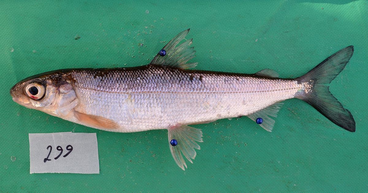 Descoperire șocantă ⟩ Un pește dispărut este de fapt în viață și sănătos