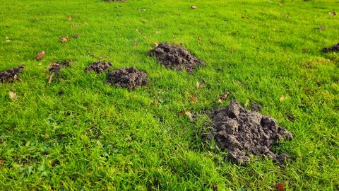 Aiailuste terror: kes söob ära kevadlillede sibulad?