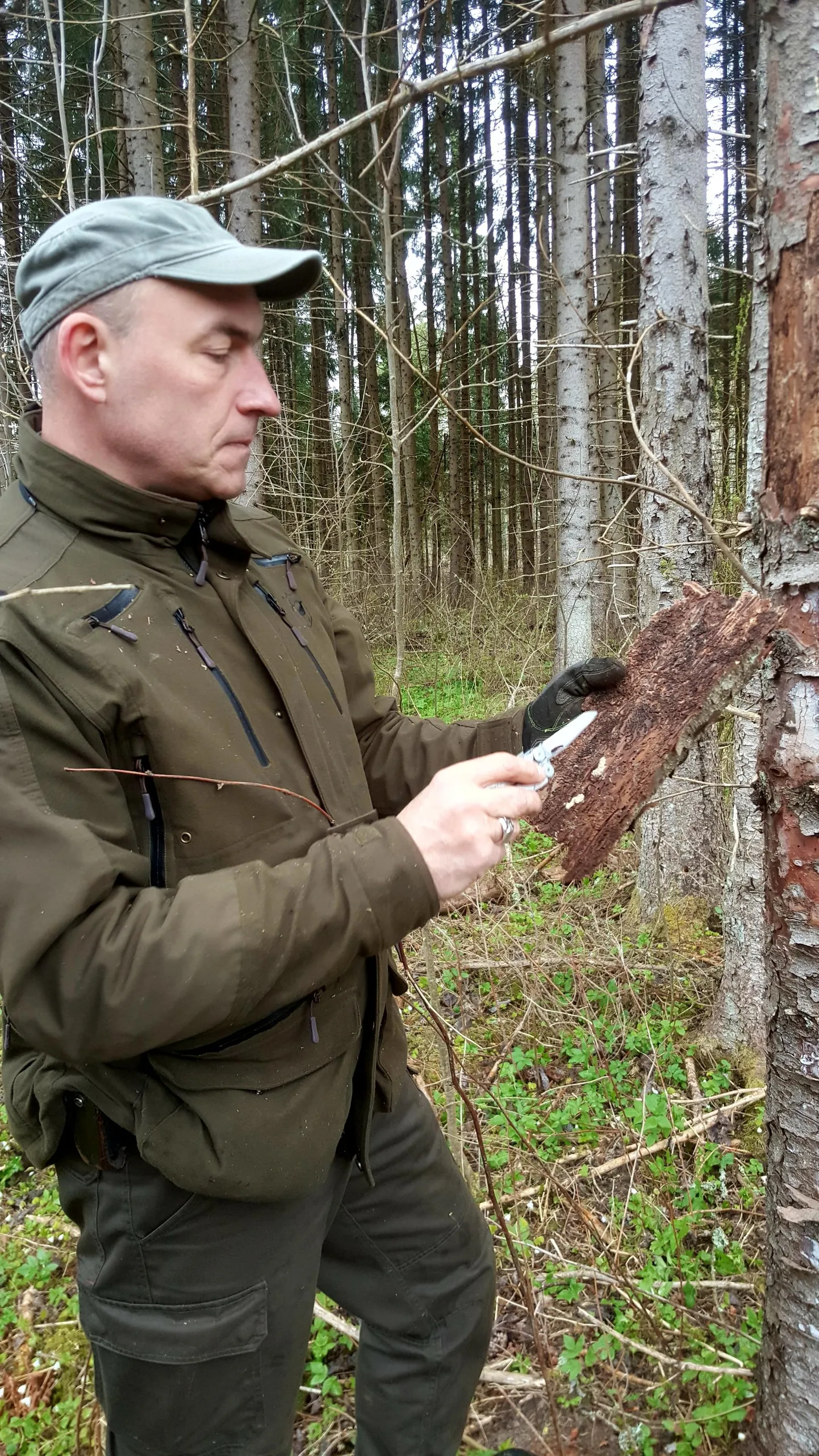 Eesti Erametsaliidu juhatuse liikme Atso Adsoni sõnul on kooreüraskite populatsioon viimastel soojadel suvedel ja talvedel saanud jõudsalt areneda.