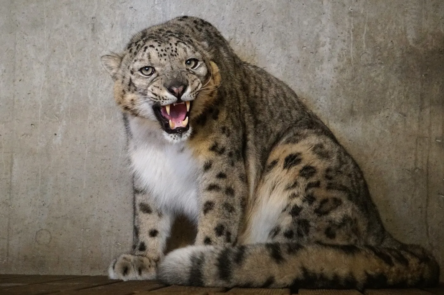 Tallinna loomaaeda kolis lumeleopard Otto III.
