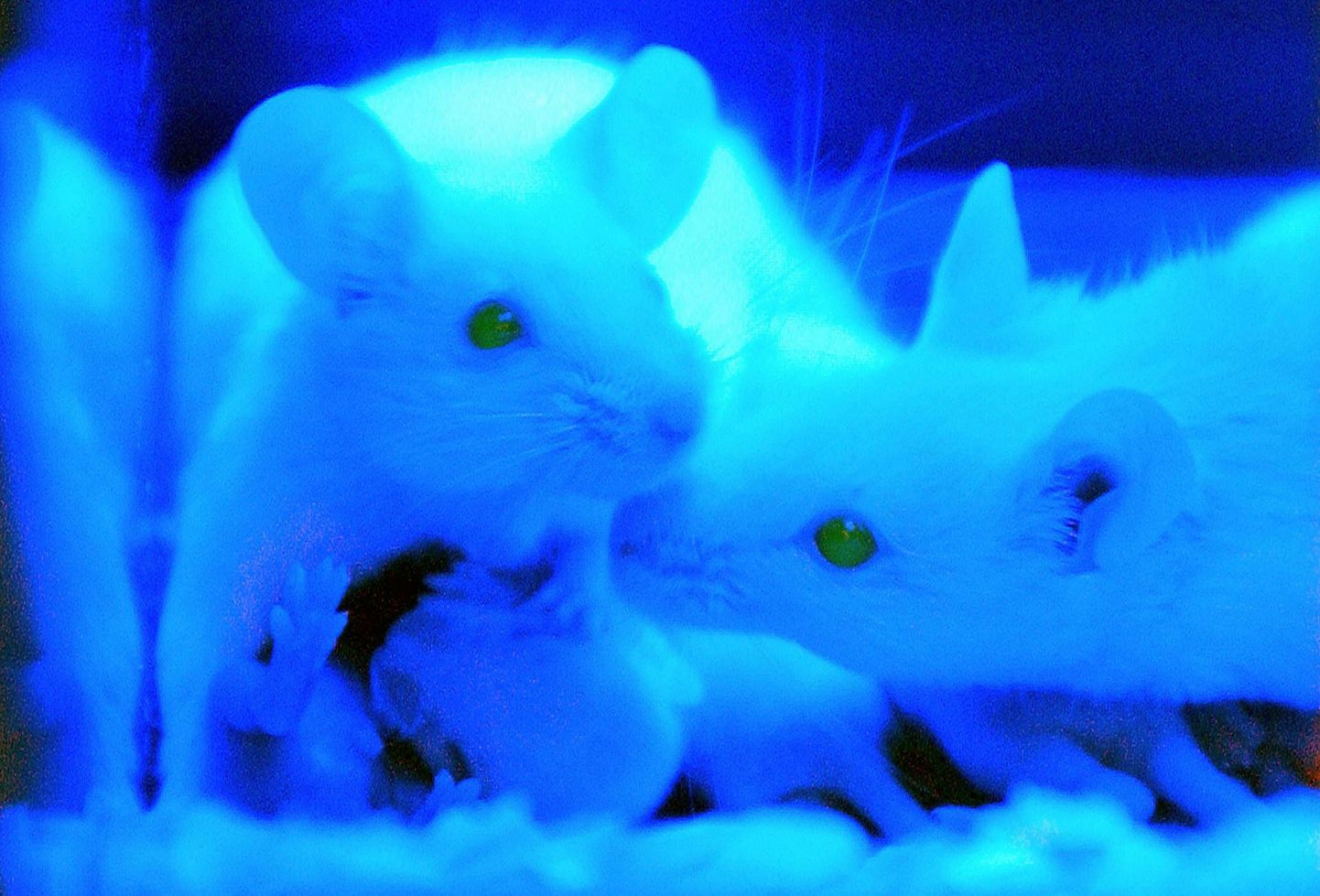 Level Biotechi arendatud ja Nobeli preemia võitnud helendav proteiin võimaldab jälgida viiruste liikumist ja käitumist hiirte organismis. Pilt on illustreeriv.