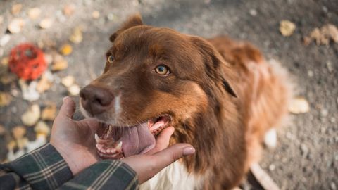 Teadlased uurivad vananemise vastu võitlevat ravimit koerte jaoks