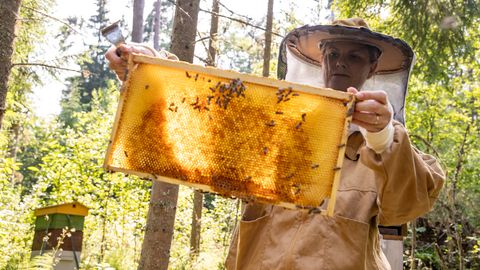 Vihm prinesel zgodnjo gobarsko sezono, a čebelarji pričakujejo slab medeni pridelek