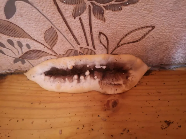 Selline nägi välja perekond Saare tuppa tunginud majavamm.