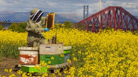 Pandeemiaks tarudesse jäänud mesilaste tõttu võib maailma põllusaak hukka saada