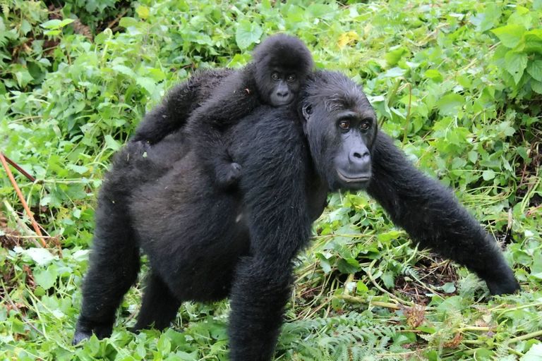 Väike ja suur gorilla