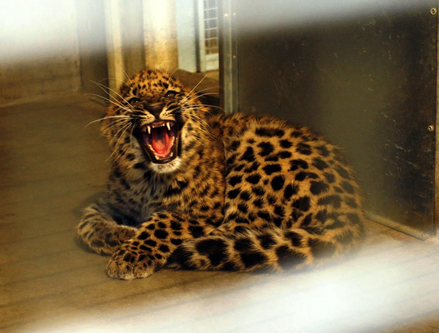 Amuuri leopardikutsikas Tallinna loomaaias.