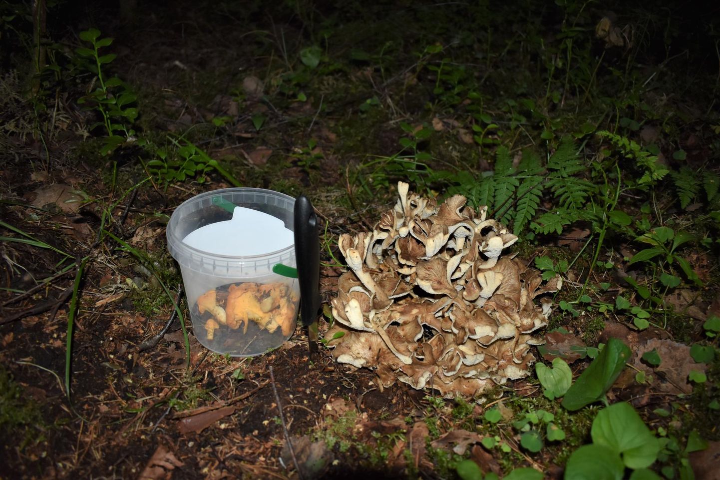 Редкий вид грибов в эстонском лесу.