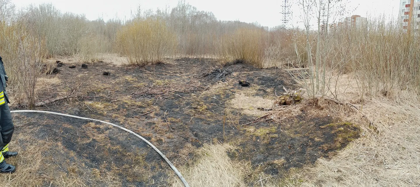 В Нарве сухая трава горела под высоковольтными линиями электропередачи в районе улицы Раху.
