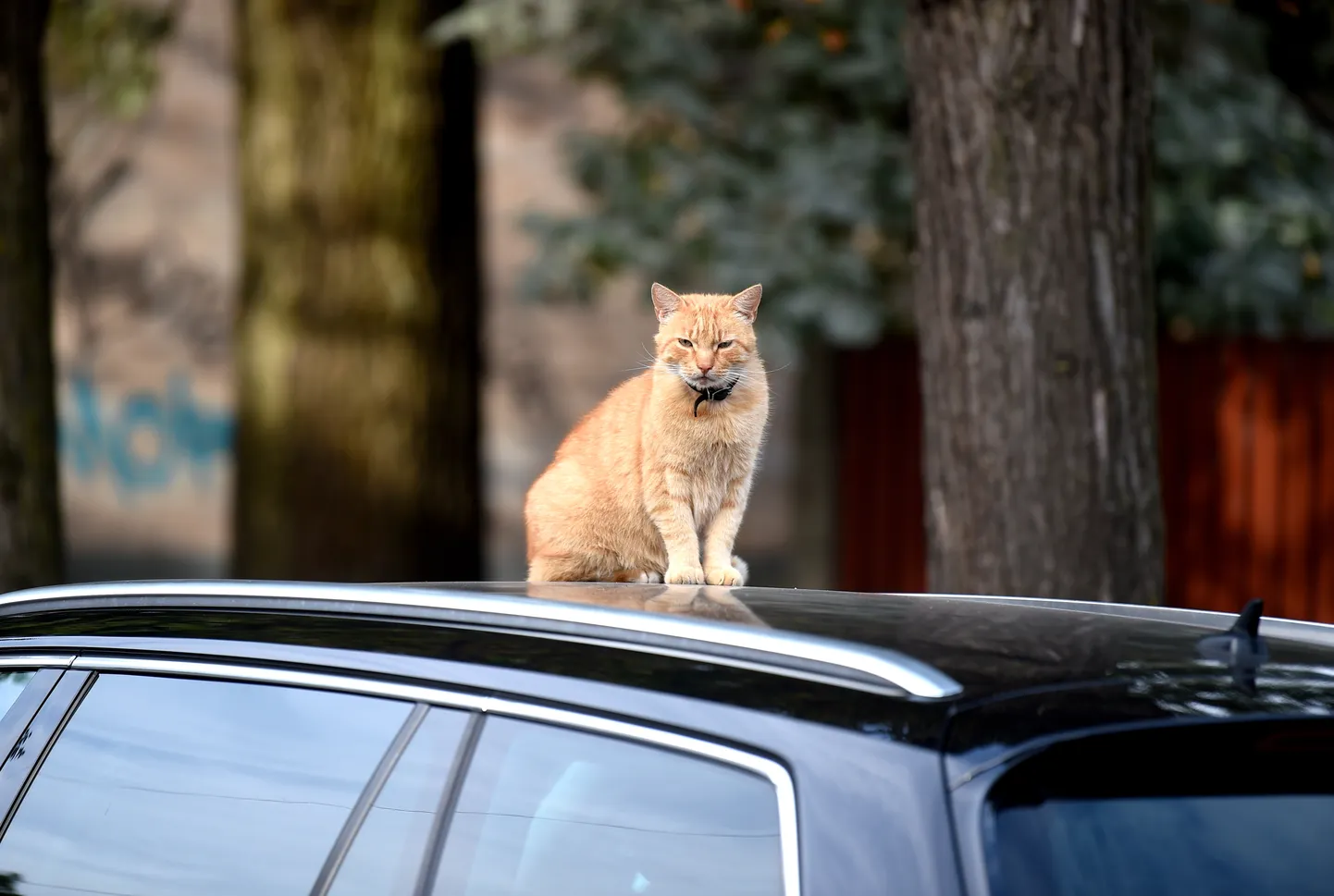 Кот на машине. Иллюстративное фото