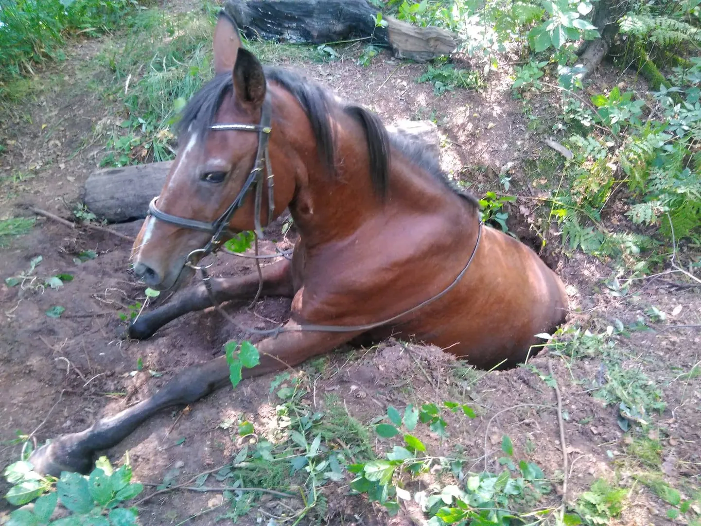 Raksta foto