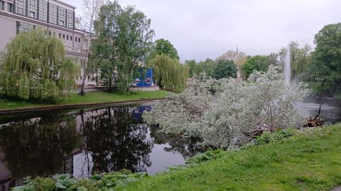 ФОТО ⟩ Напротив Национальной оперы в канал упало 100-летнее дерево