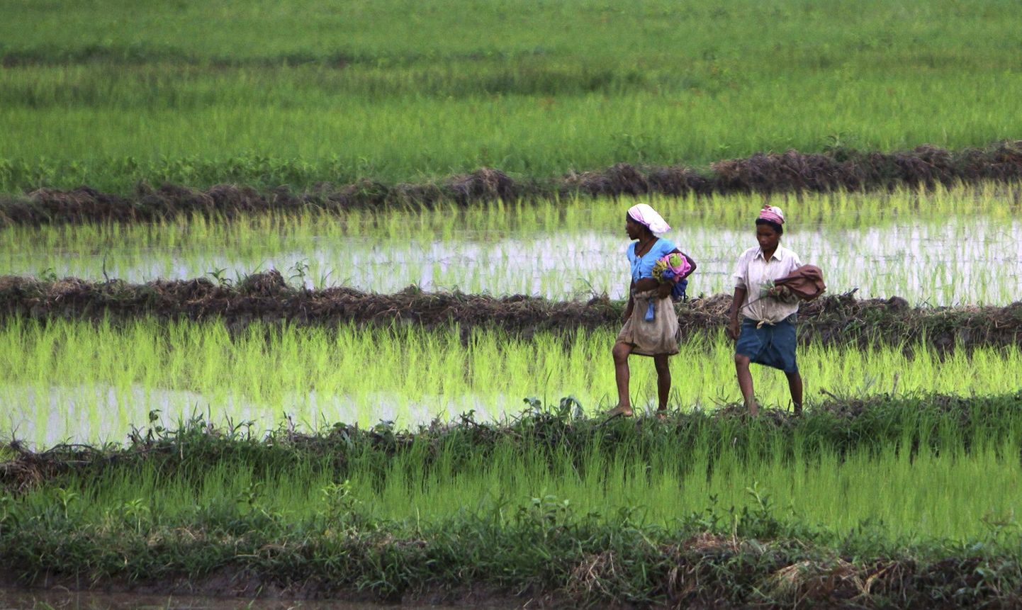 Uus riisisort talub ajutist kuivust