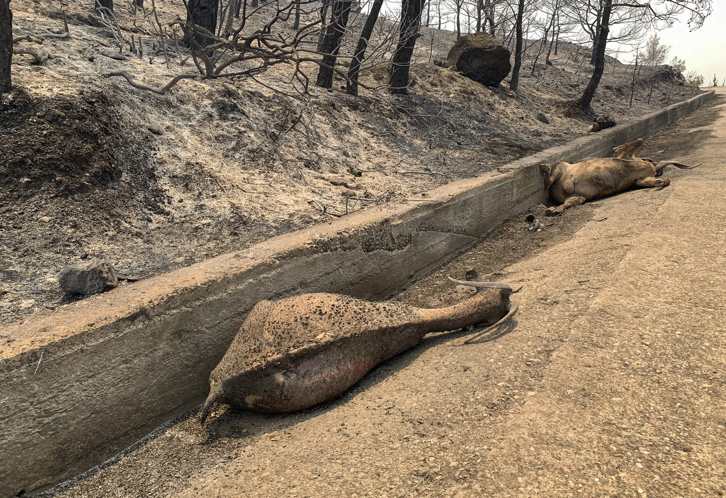 На Родосе после лесных пожаров лежат мертвые животные