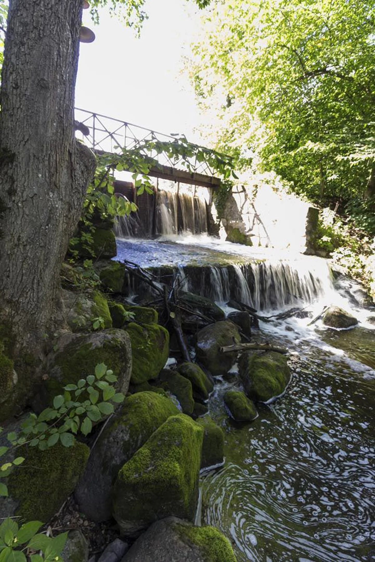 Uueveski järve veskipais vajab hädasti parandamist. Pehkinud lauad ähvardavad murduda ja jätta linlased paisjärveta. Paisu remontimine on nii omaniku kui linna mure.