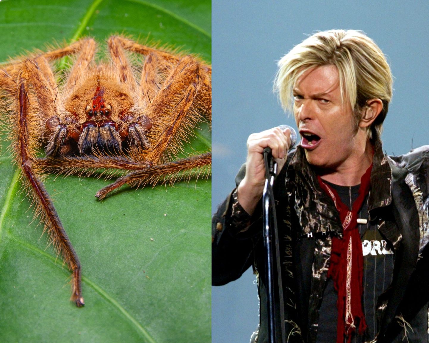 Ämblik heteropoda davidbowie ja David Bowie.